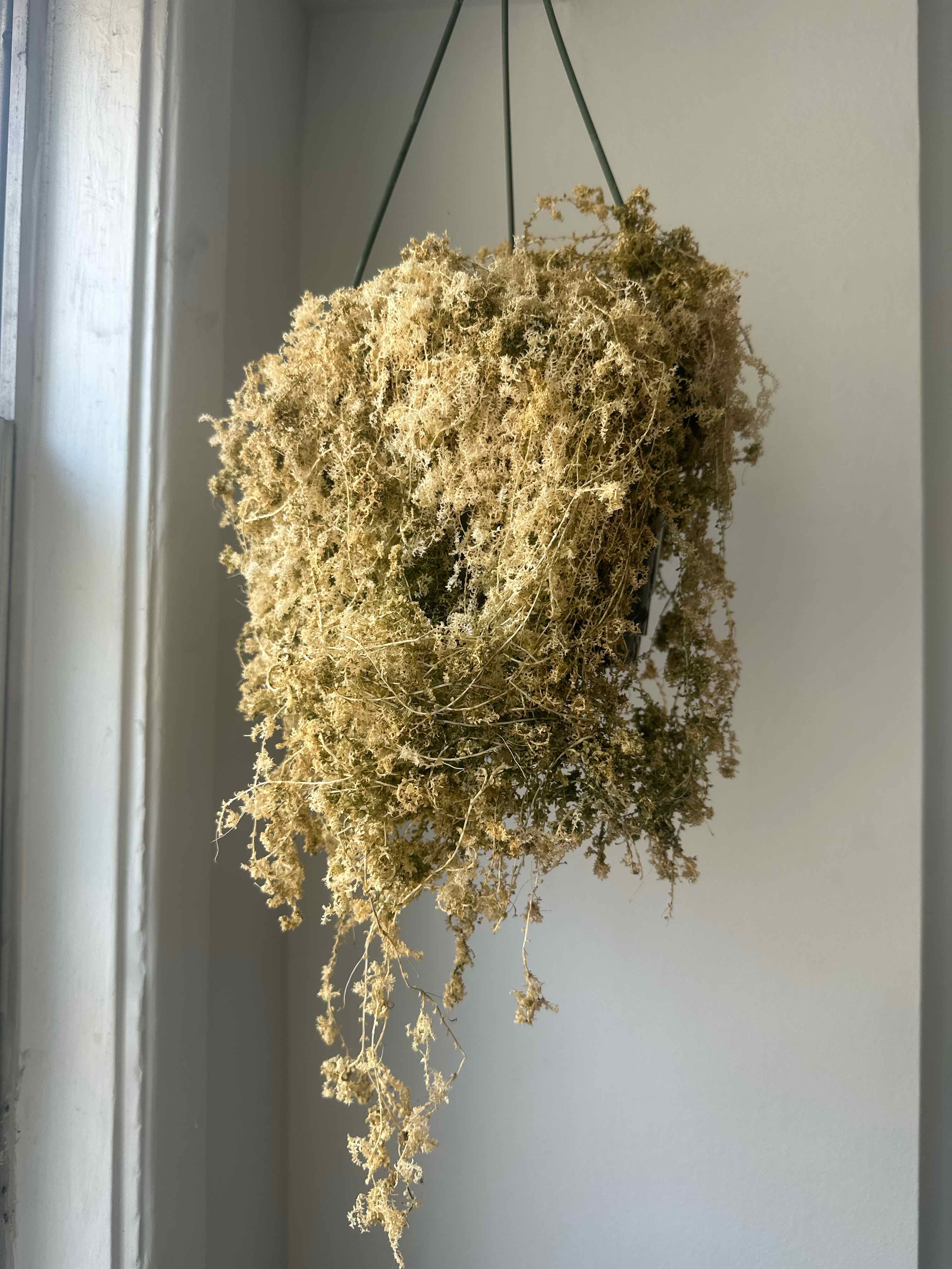 Photo of the plant species peacock fern by @LoyalEagleclaw named Gates on Greg, the plant care app