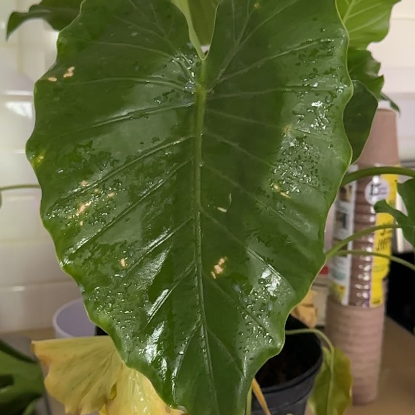 Close-up of a glossy green leaf of a Calidora Elephant's Ear plant.