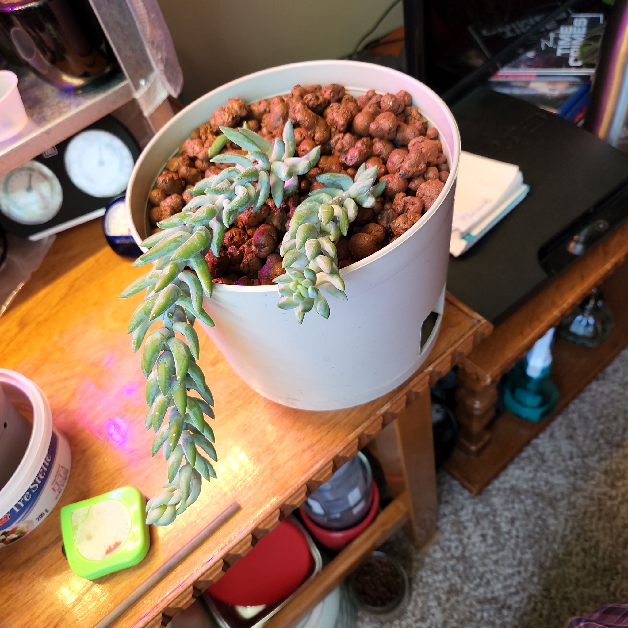 Potted Graptosedum 'Blue Giant' succulent with trailing stems in an indoor setting.