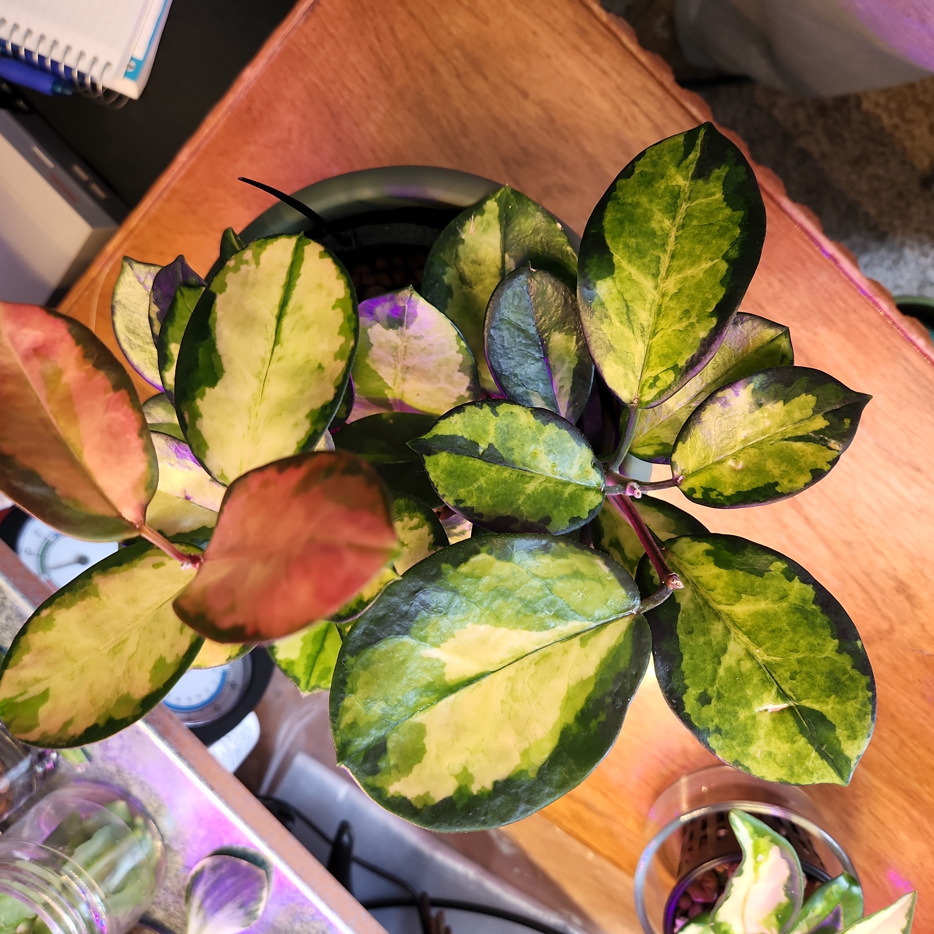Photo of the plant species Hoya 'Lisa' by @Tessa named Foxxy on Greg, the plant care app
