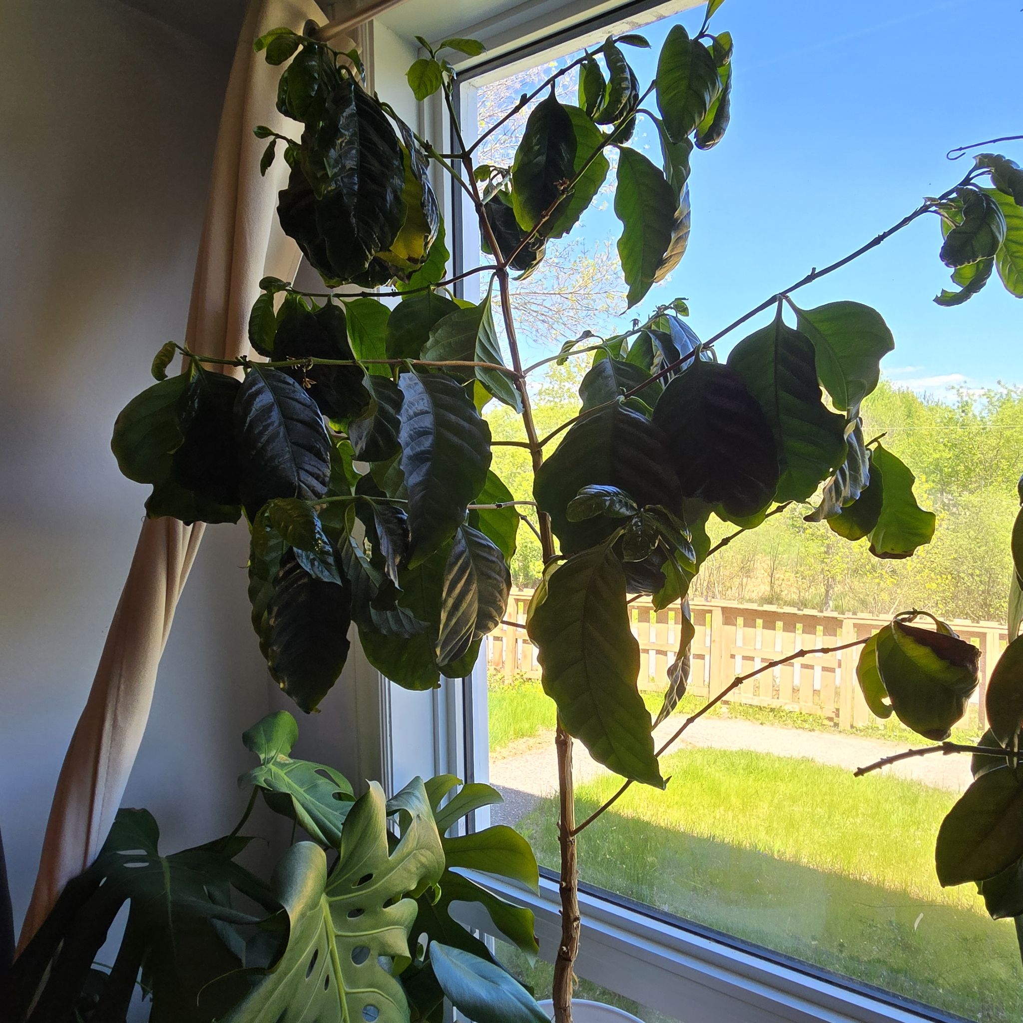 Arabian Coffee Plant plant photo by @Tessa named Joe Hendry on Greg, the plant care app.