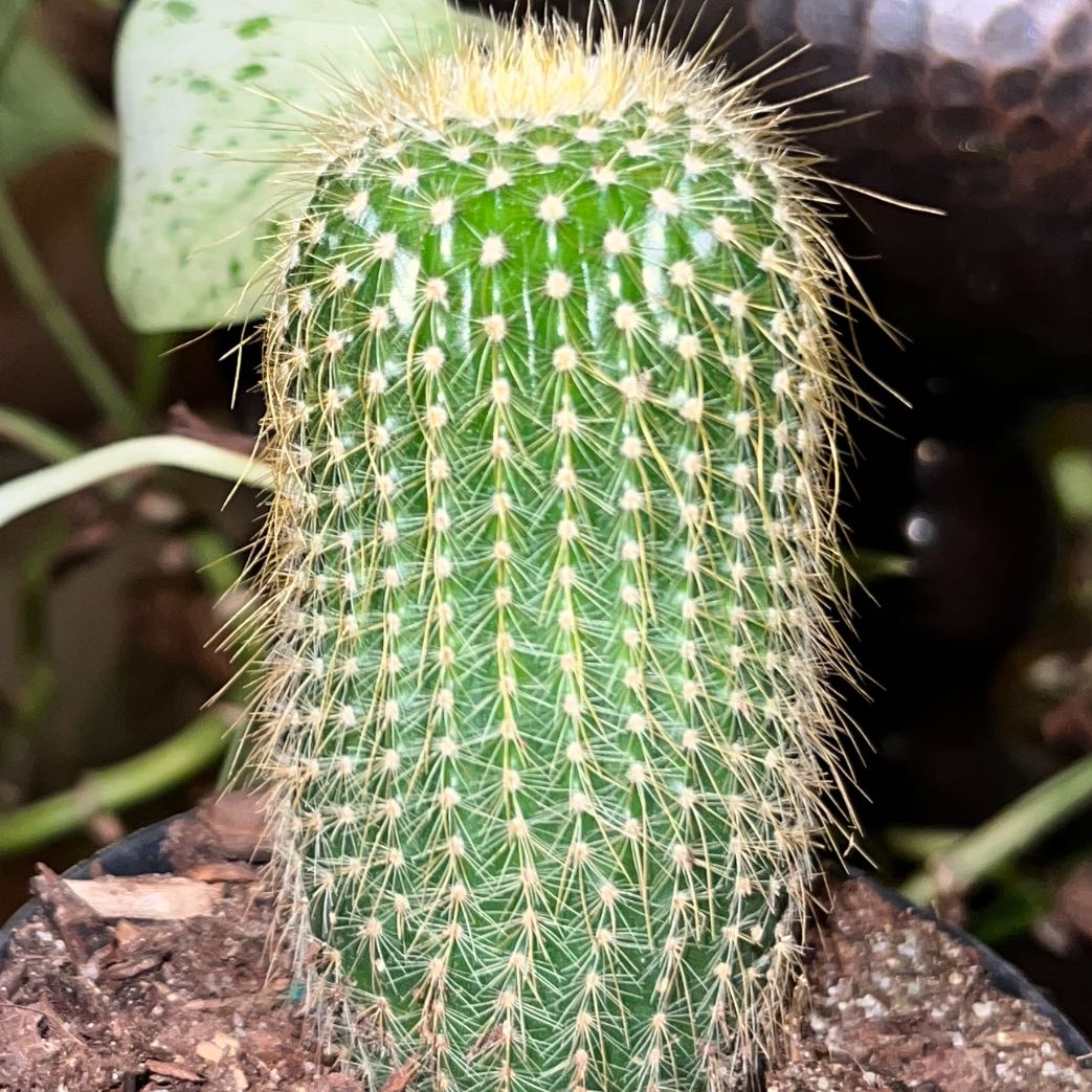Photo of the plant species Pilosocereus lanuginosus by @WisePigeonplum named Asami III on Greg, the plant care app
