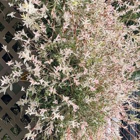 Photo of the plant species Moss Phlox by @TiptopJubaea named Xena on Greg, the plant care app