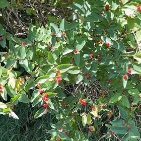 Photo of the plant species Tatarian Honeysuckle by @TiptopJubaea named Einstein on Greg, the plant care app