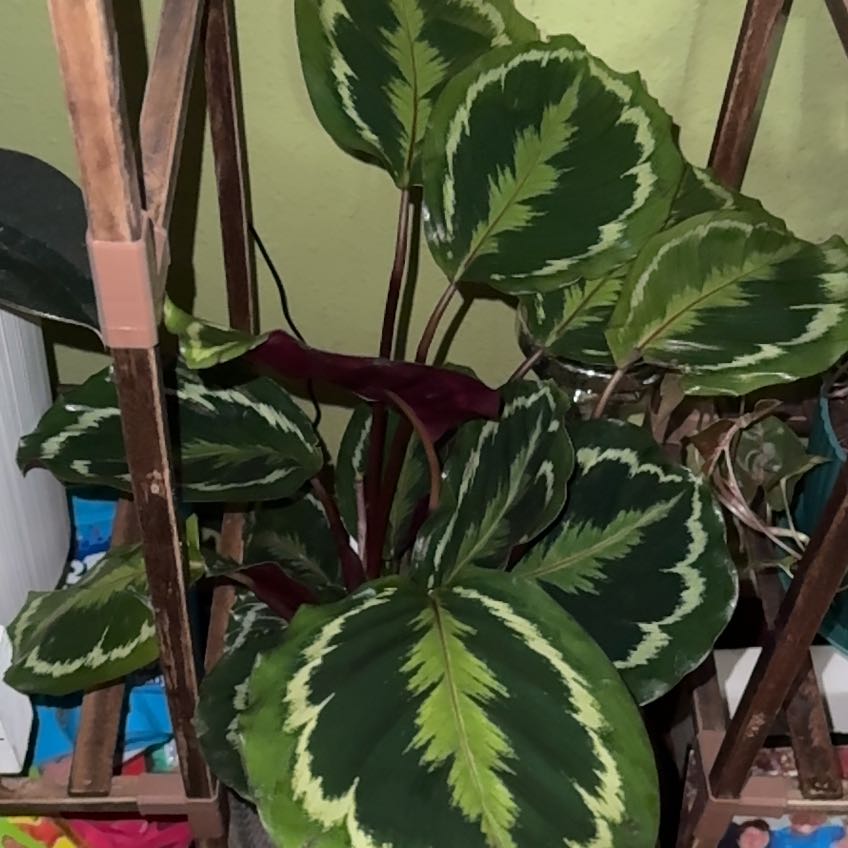 Photo of the plant species Medallion Prayer Plant by @MommaHubbs named Cusco on Greg, the plant care app