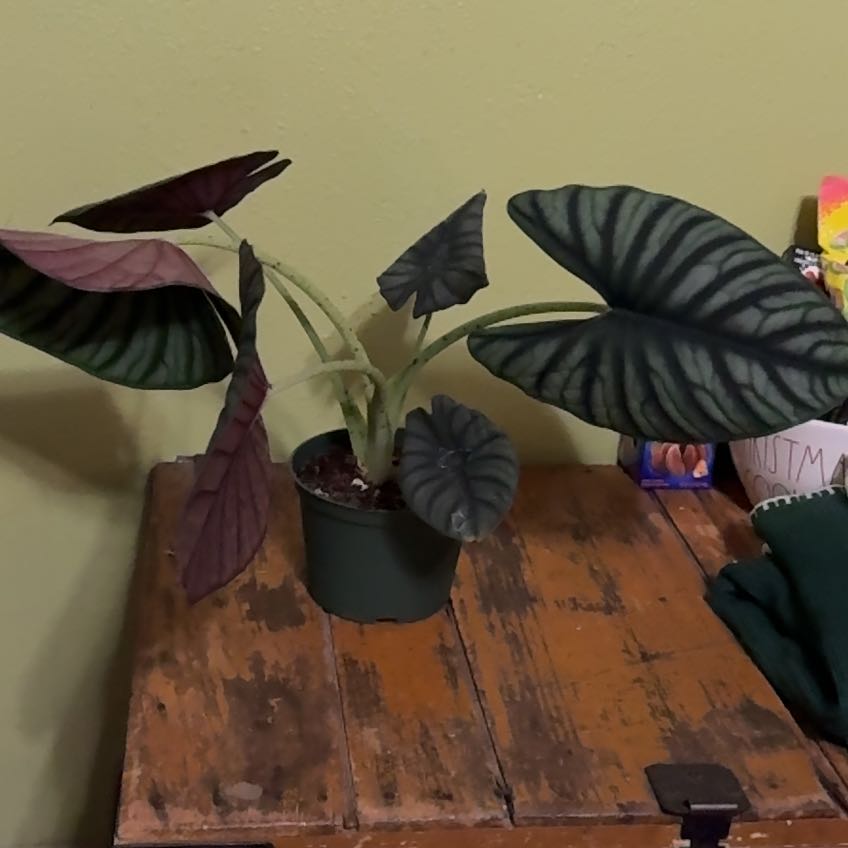 Photo of the plant species Alocasia nebula 'Imperialis' by @MommaHubbs named Orion on Greg, the plant care app