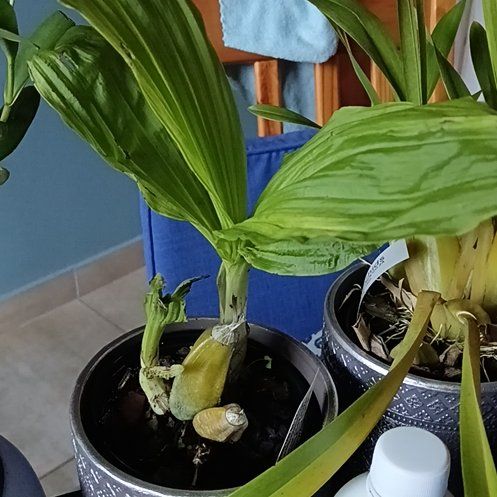 Photo of the plant species Iranga by @ManlyAlmond named Calanthe rubens on Greg, the plant care app