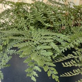 Hen Chicken Plant