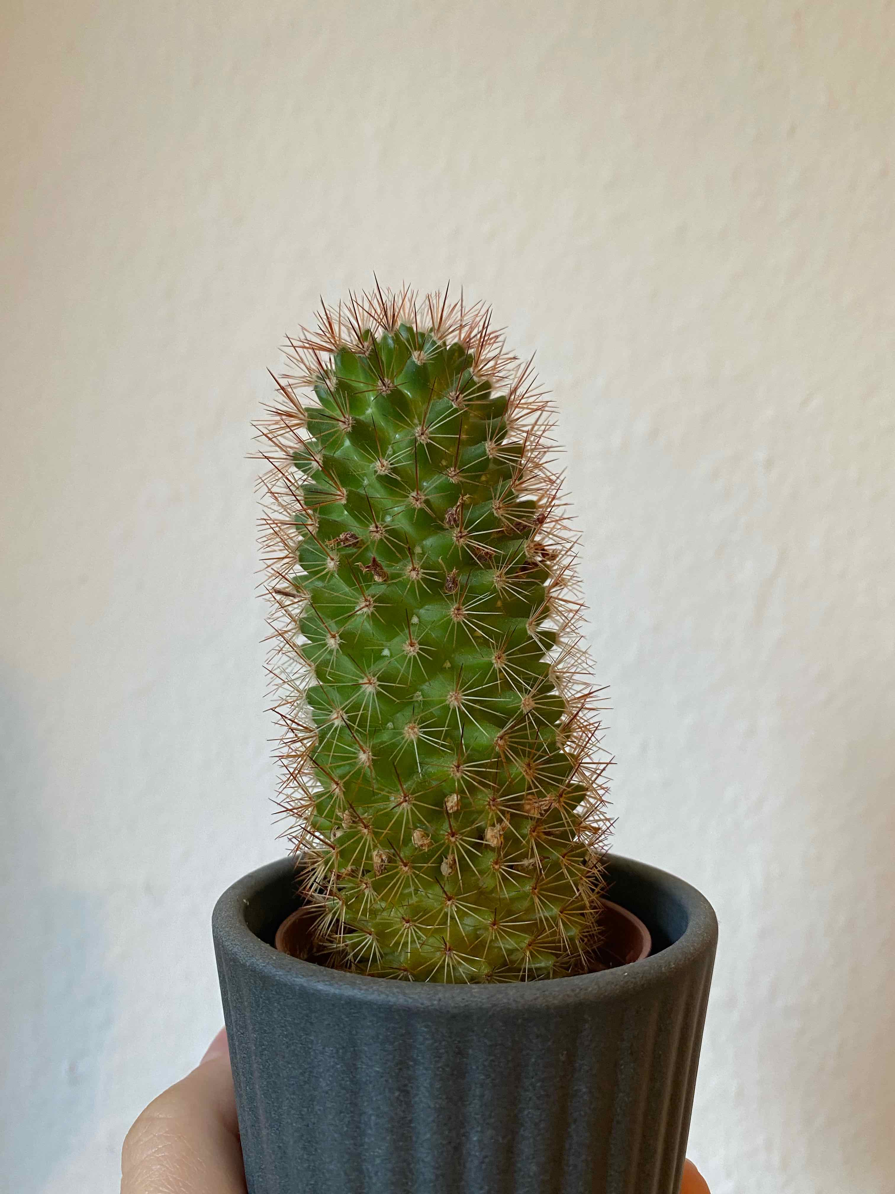 Spiny Pincushion Cactus in a pot, held by a hand.