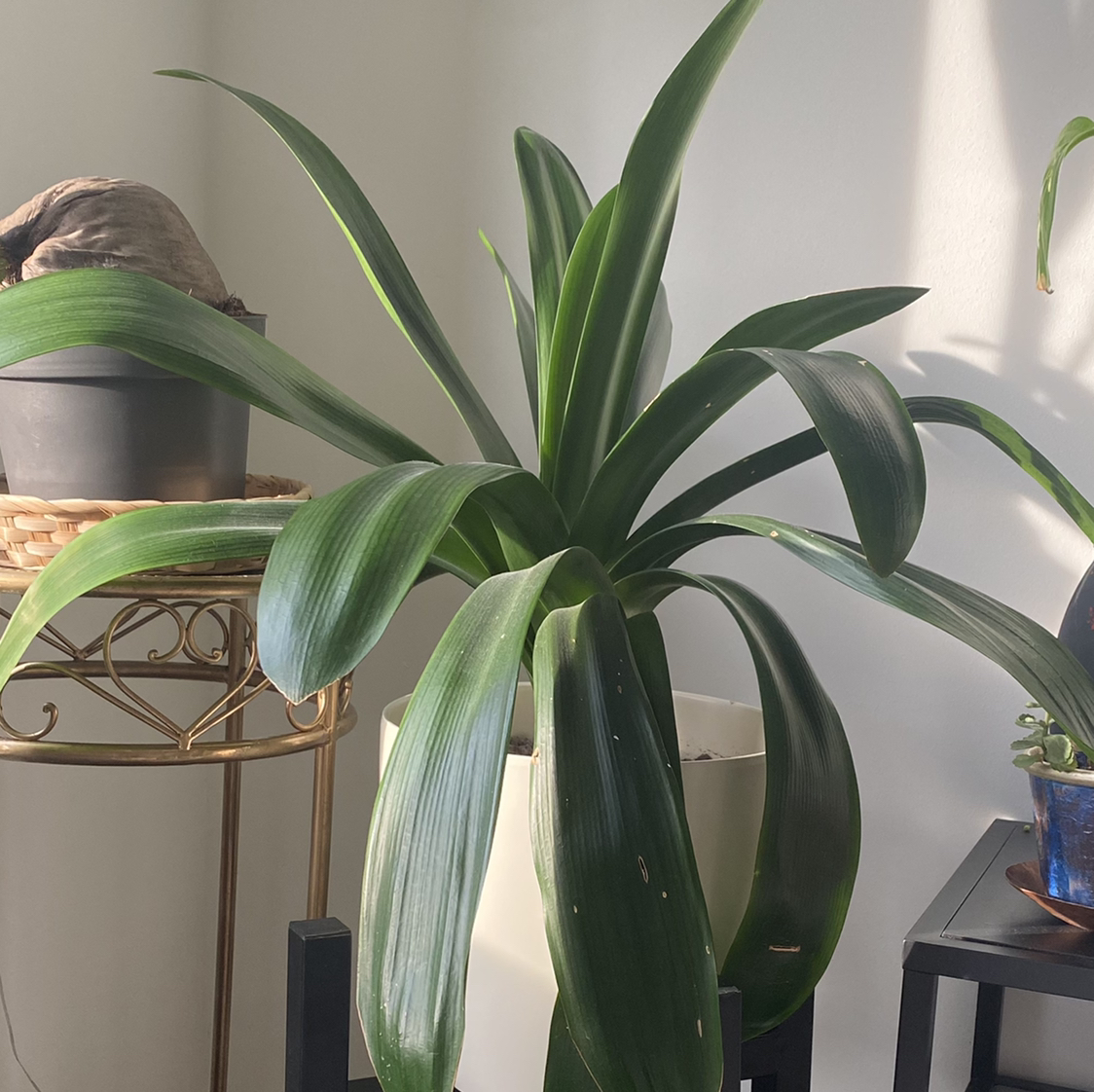 Photo of the plant species Bush Lily by @Niginchen named Sanders on Greg, the plant care app