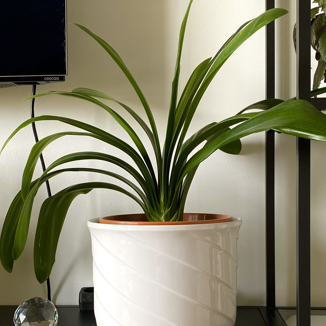 Photo of the plant species Bush Lily by @Niginchen named Mochi on Greg, the plant care app