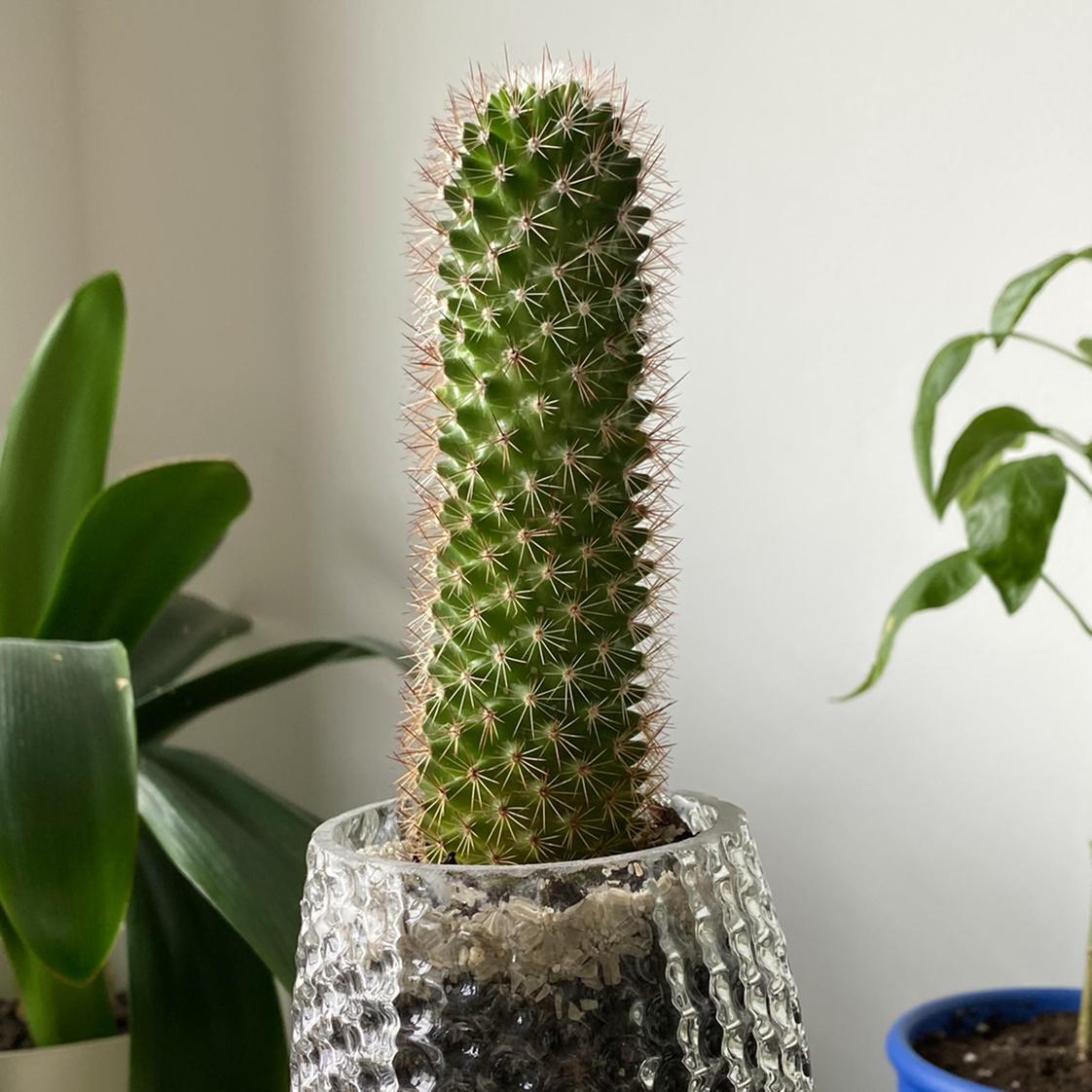 Spiny Pincushion Cactus in a glass container with other plants in the background.
