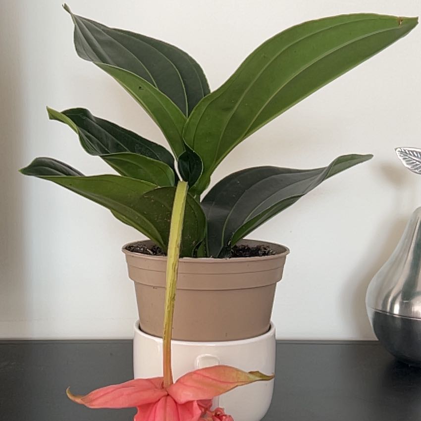 Showy Medinilla plant with large green leaves and a pink flower in a pot.
