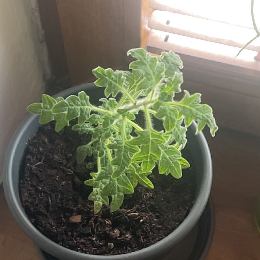 Photo of the plant species Migrenovnik by @YummyAnisetree named Emerson on Greg, the plant care app