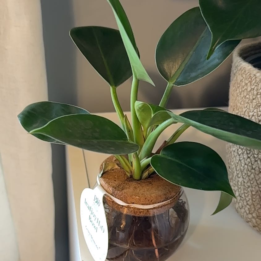 Photo of the plant species Green Diamond by @ForrealChards named Prince on Greg, the plant care app