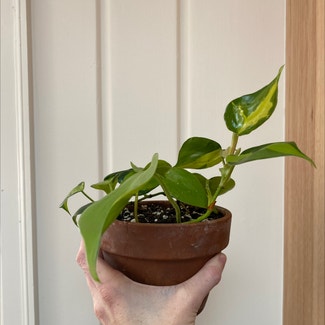 Heartleaf Philodendron plant in Minneapolis, Minnesota