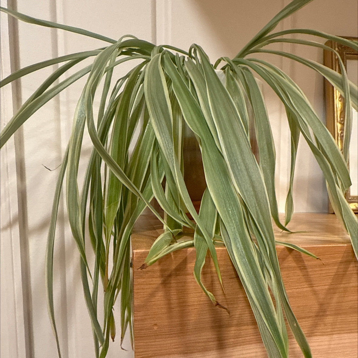 Spider Plant plant photo by @plantmawma named Kitchen Spidey on Greg, the plant care app.