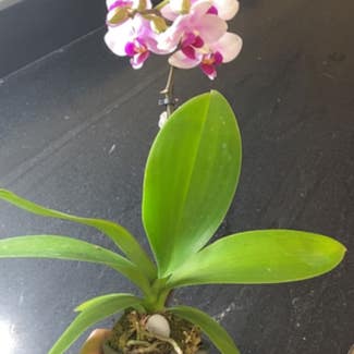 Phalaenopsis Orchid plant in Minneapolis, Minnesota