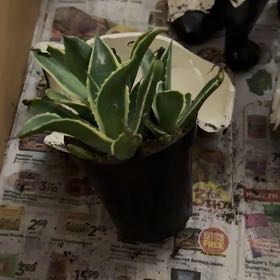 Photo of the plant species Agave mitis 'Multicolor' by @PlenaryDeathcap named Agatha on Greg, the plant care app