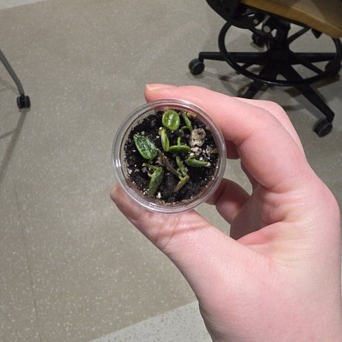Photo of the plant species Pink Wax Flower by @KindYellowonion named Madonna on Greg, the plant care app