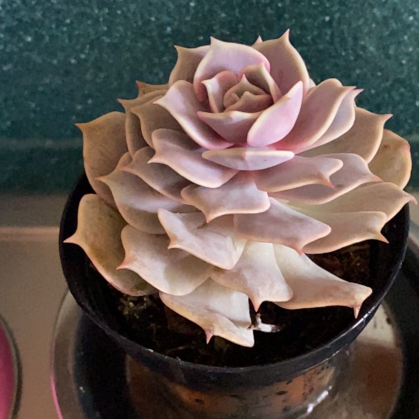 Echeveria 'Pink Diamond' uploaded to the Greg plant app by @ChicAnchistea