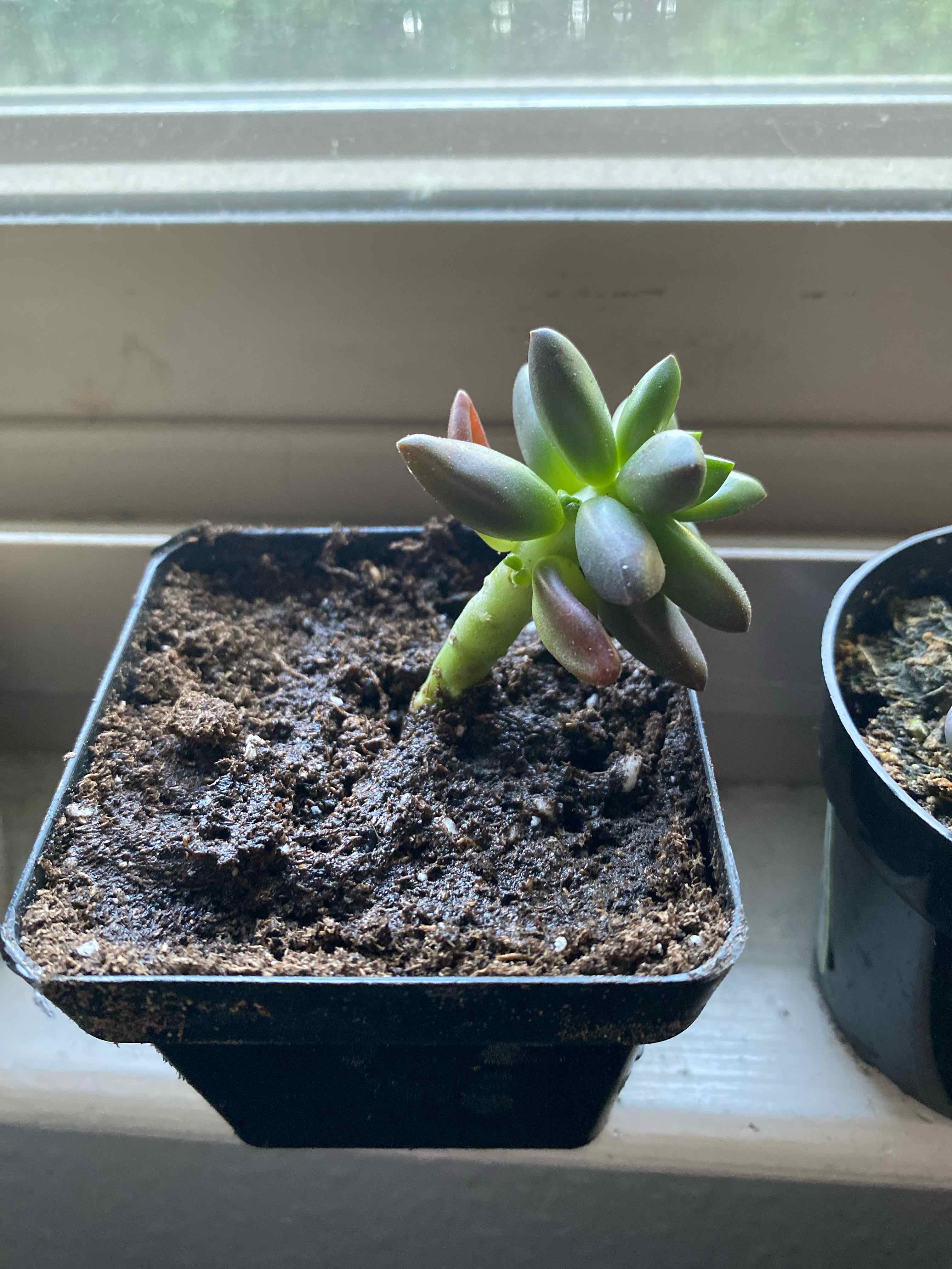 Little Jewel succulent plant in a pot on a windowsill, with dry soil visible.