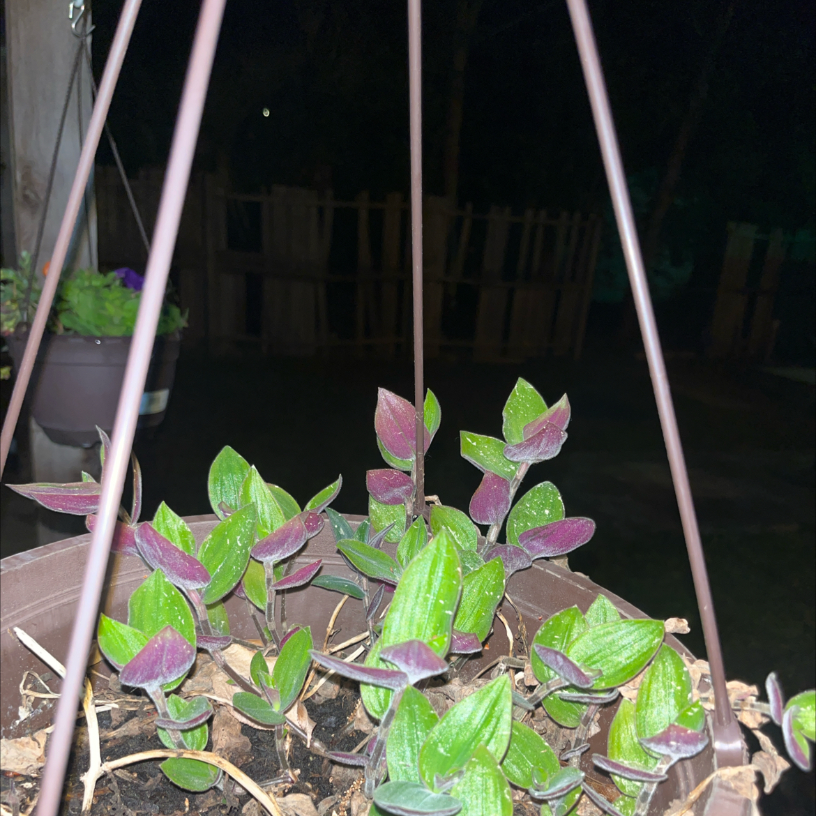Photo of the plant species tradeseantia by @jessibyrd named Daphne on Greg, the plant care app