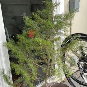 Photo of the plant species Ponderosa Pine by @SoaringGuayule named da Vinci on Greg, the plant care app