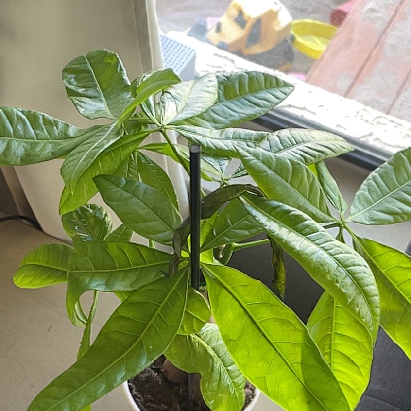 Crepe Jasmine plant with healthy green leaves near a window.