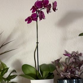 Photo of the plant species Hyacinth Bean by @WholeTexasplume named Anne on Greg, the plant care app