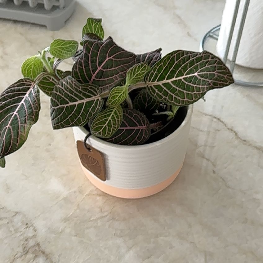 Photo of the plant species Nerve plant 'Juanita Red' by @FestiveKeylime named Luna on Greg, the plant care app