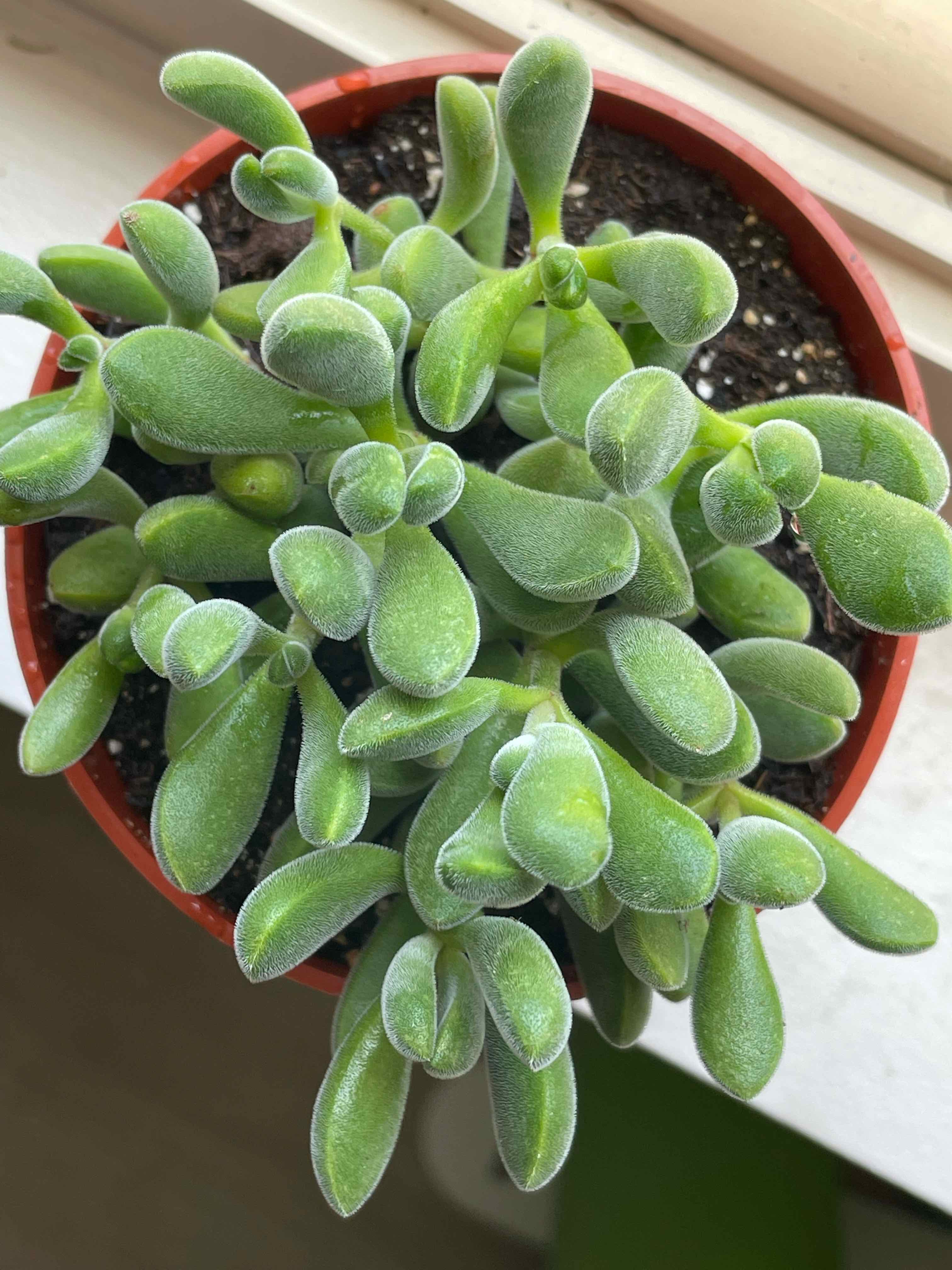 Healthy Crassula rogersii succulent in a pot with visible soil.