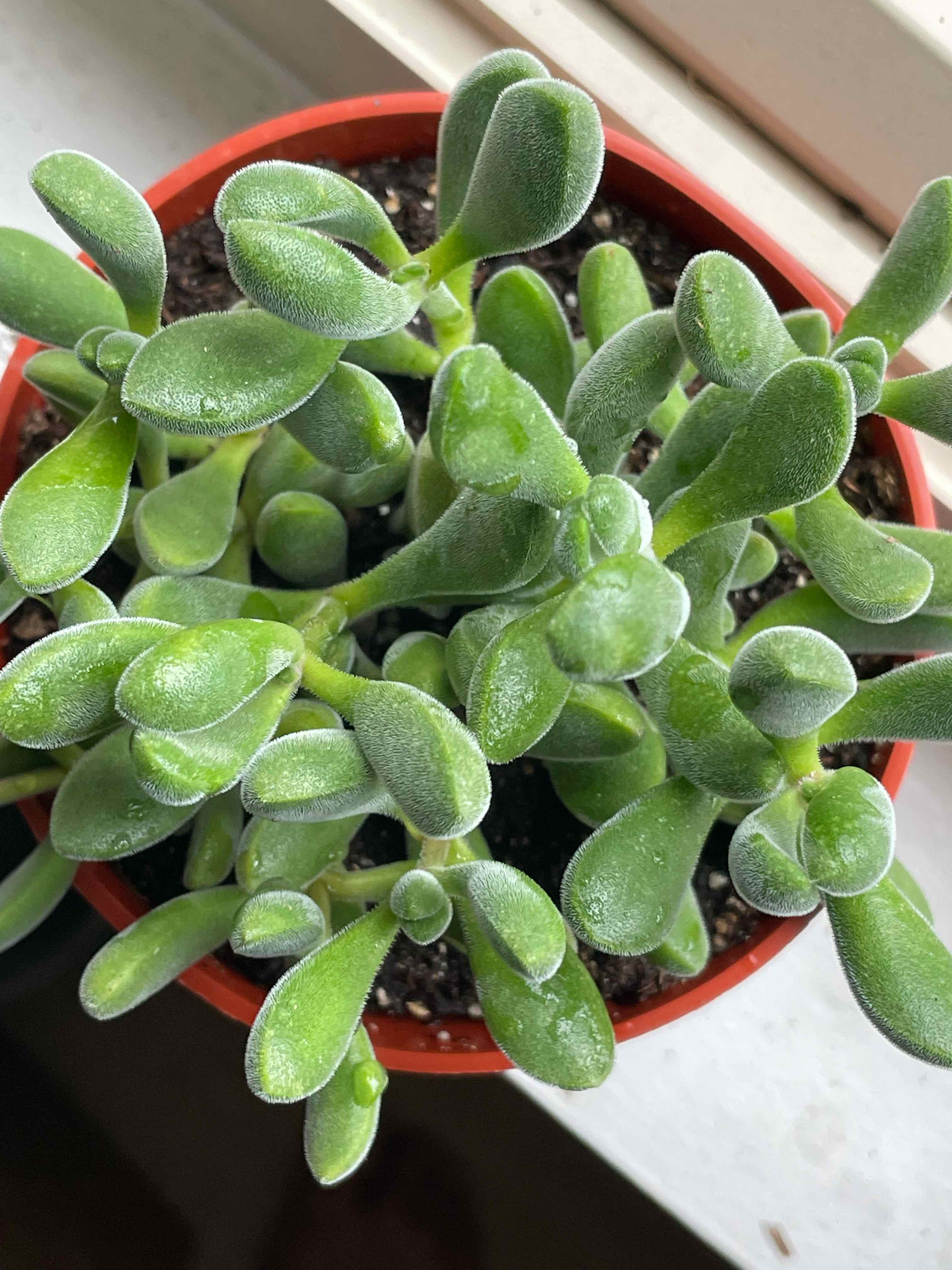Crassula rogersii plant in a small pot with vibrant green leaves.
