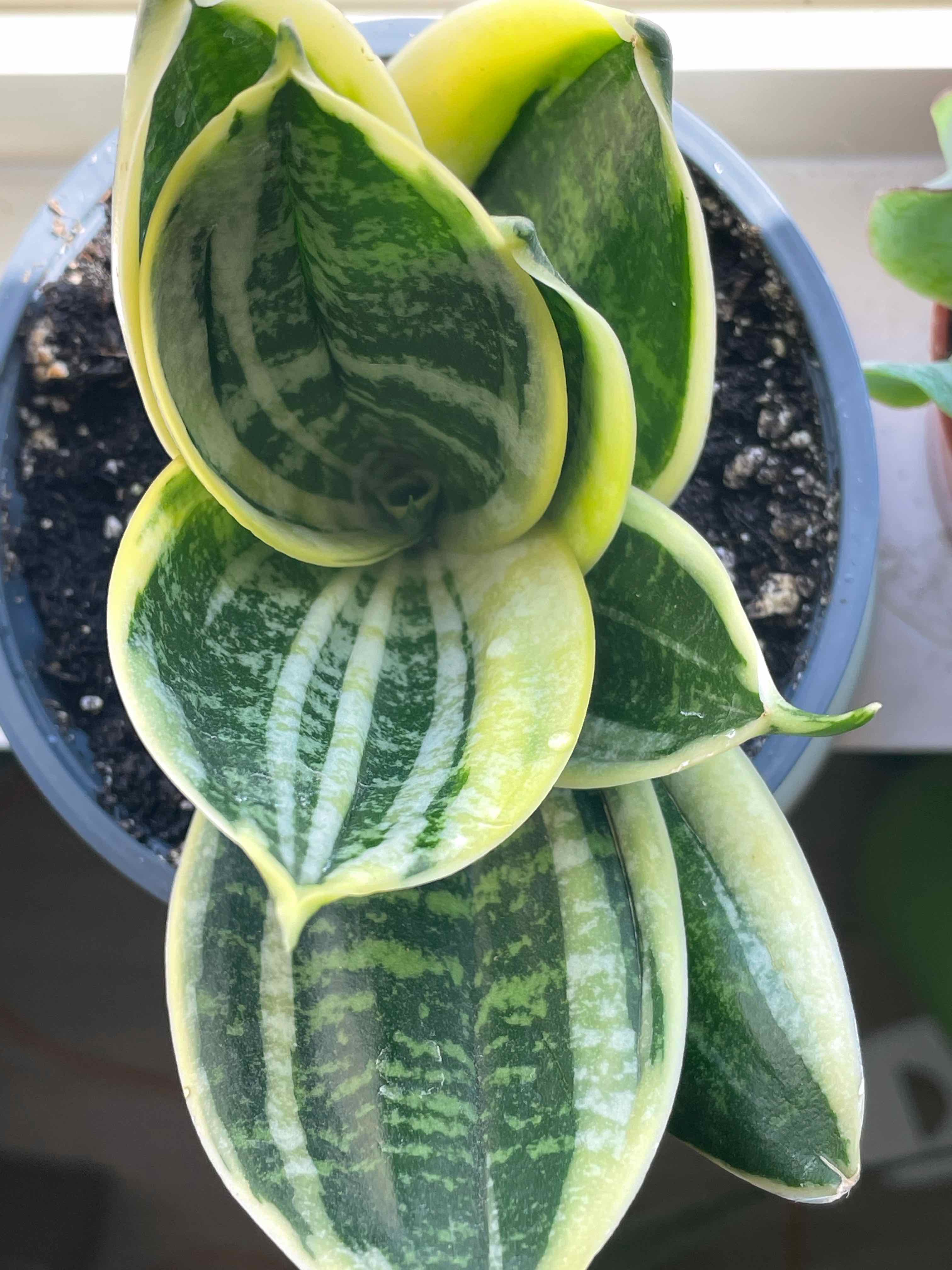 Black Gold Snake Plant with variegated green and yellow leaves in a pot.