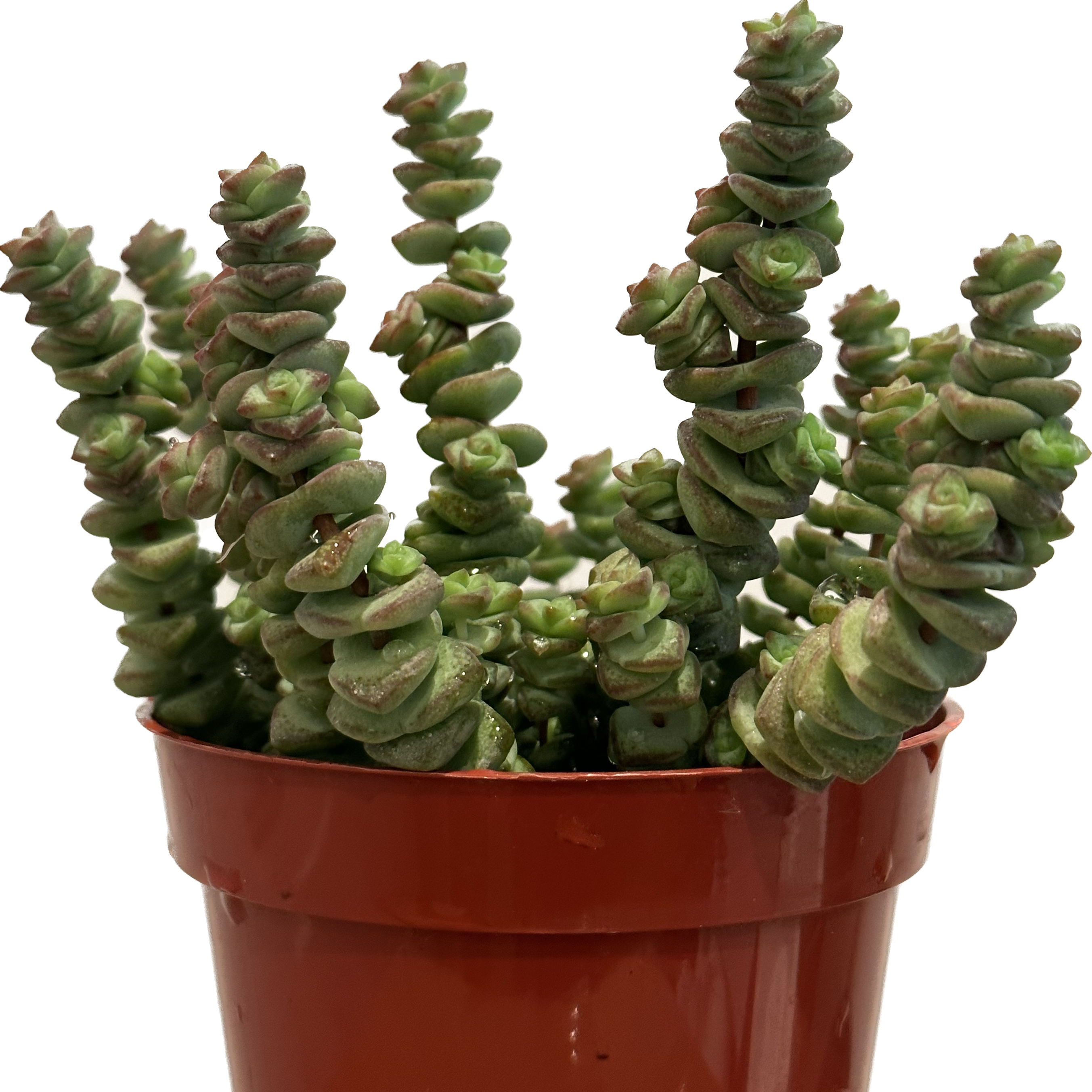 Crassula rupestris plant in a red pot, healthy green leaves.