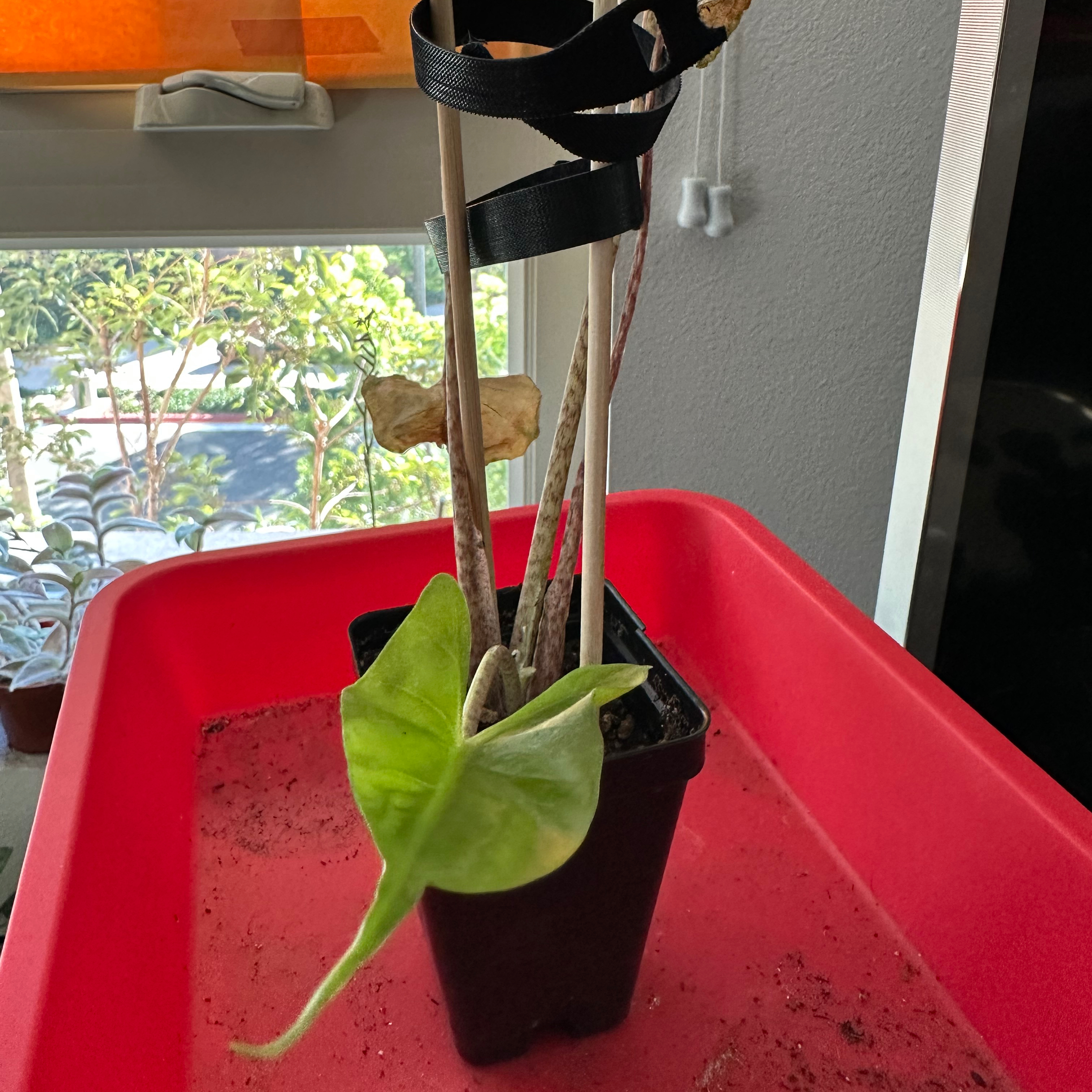 Potted Stingray Elephant Ear plant with yellowing and browning leaves in a red tray.