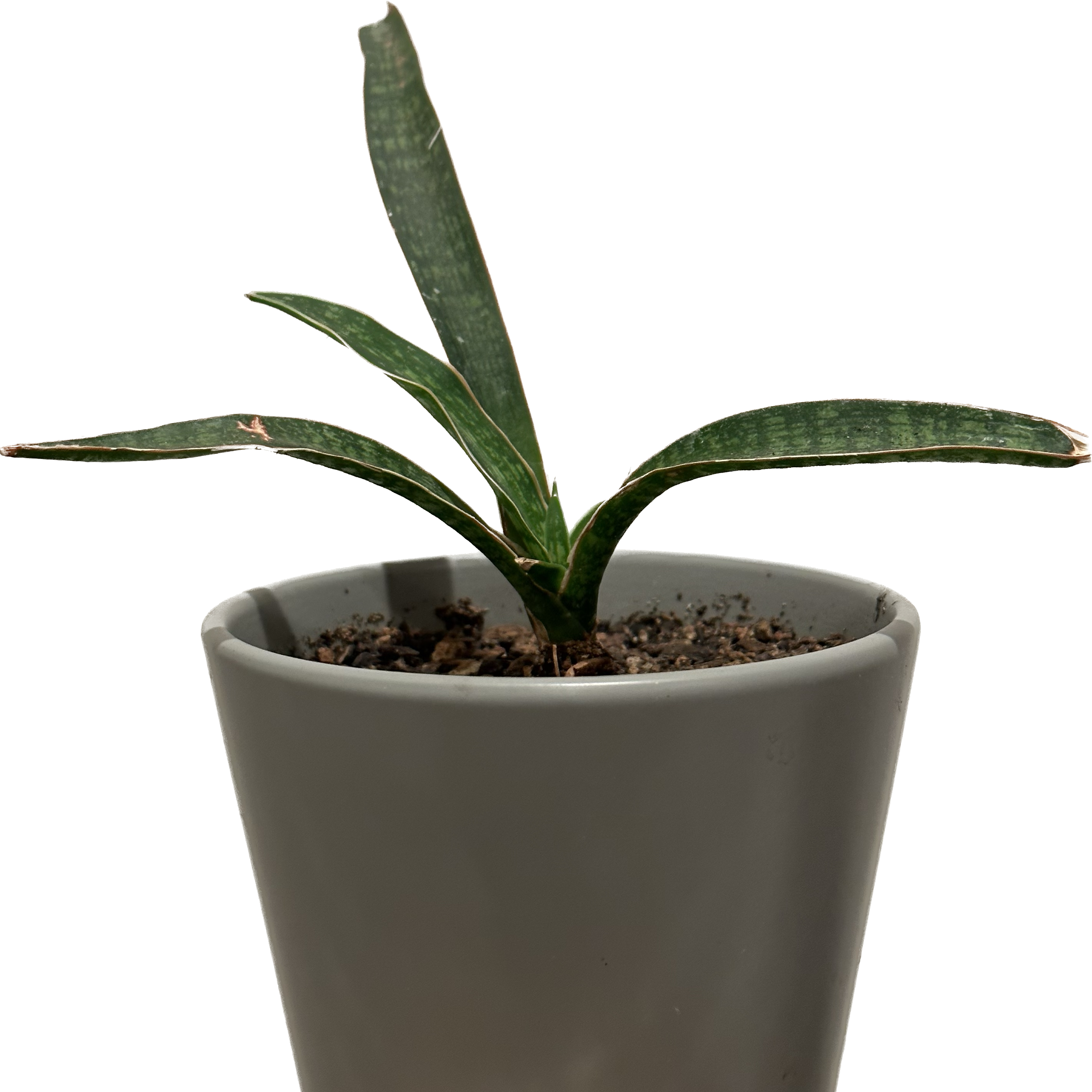 Photo of the plant species Fitria Snake Plant by @jr named 350 milotic on Greg, the plant care app
