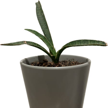 Photo of the plant species Fitria Snake Plant by @jr named 350 milotic on Greg, the plant care app