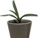 Calculate water needs of Fitria Snake Plant