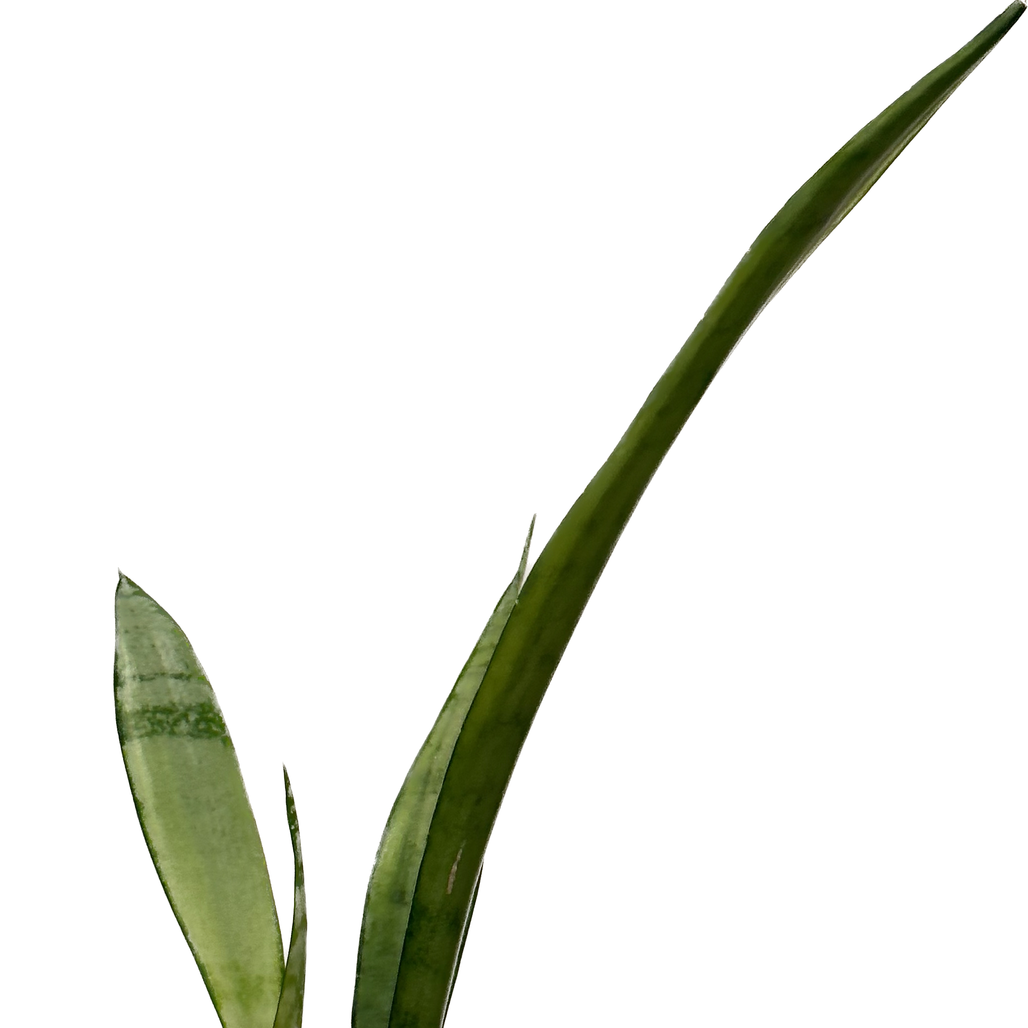 Photo of the plant species Sansevieria 'Gray Lady' by @jr named 148 dragonair on Greg, the plant care app
