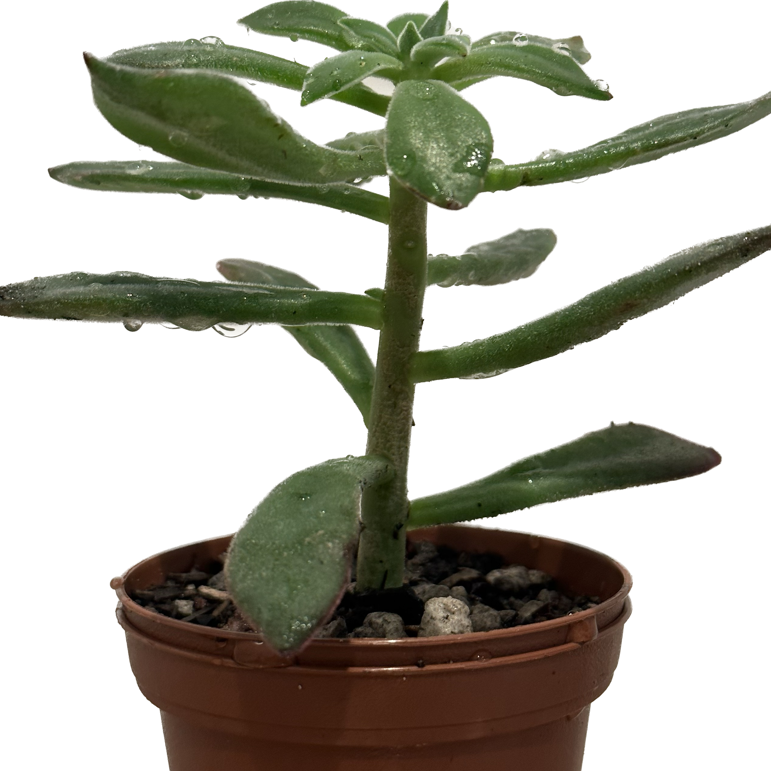 Photo of the plant species Echeveria 'Devotion' by @jr named 576 gothitelle on Greg, the plant care app