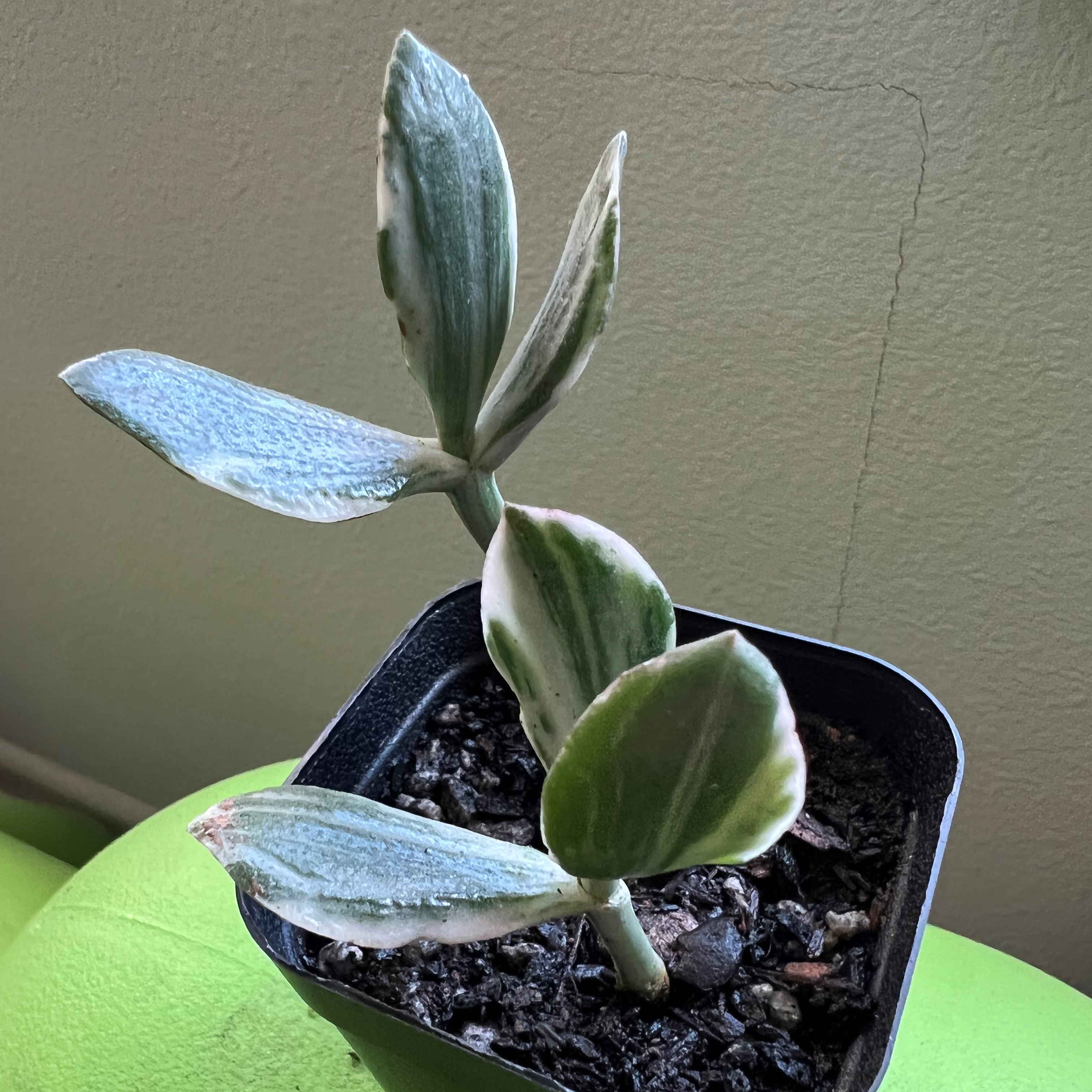 Variegated jade plant in a small pot with green and white leaves.