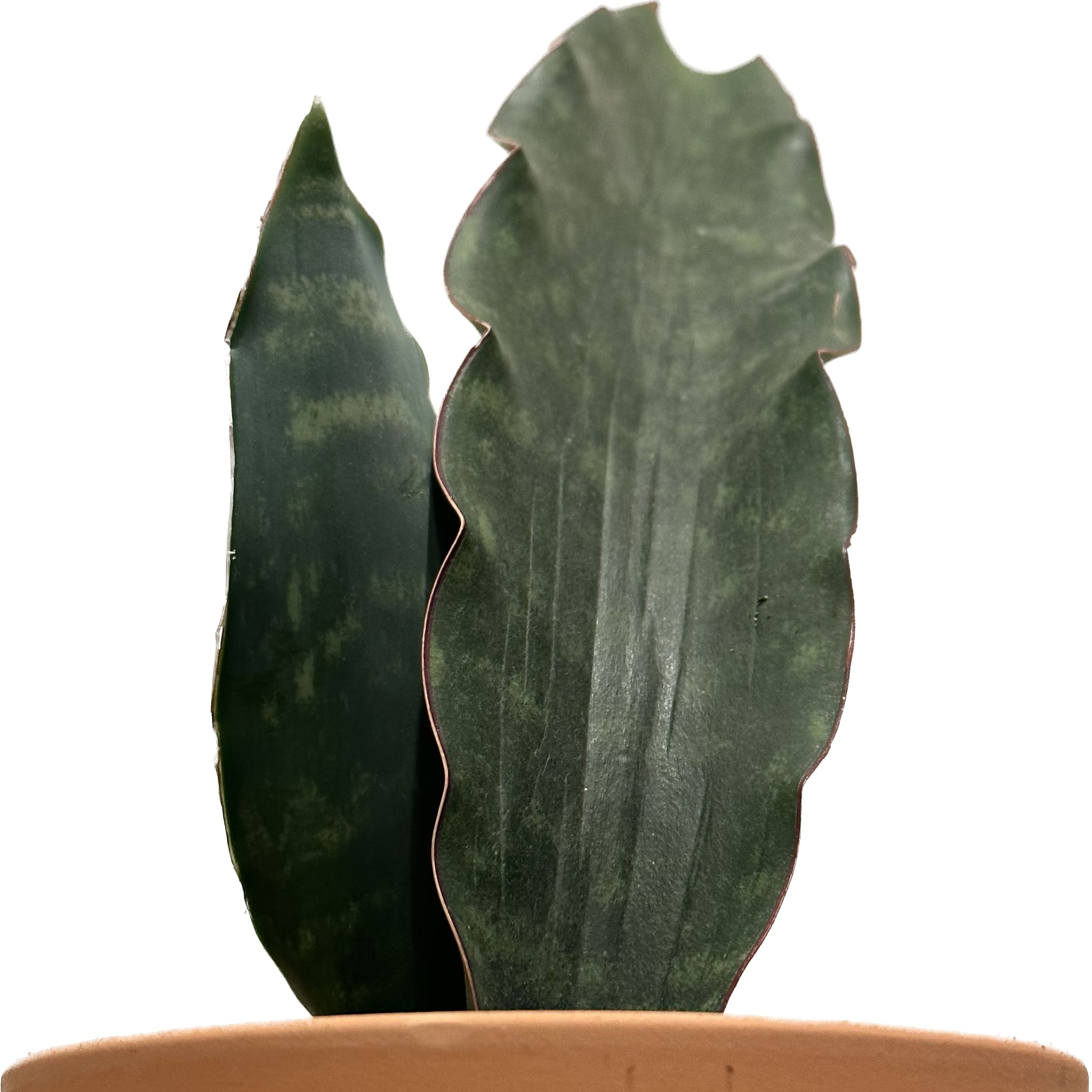 Photo of the plant species Snake Plant Dragon Wing by @jr named Pax on Greg, the plant care app
