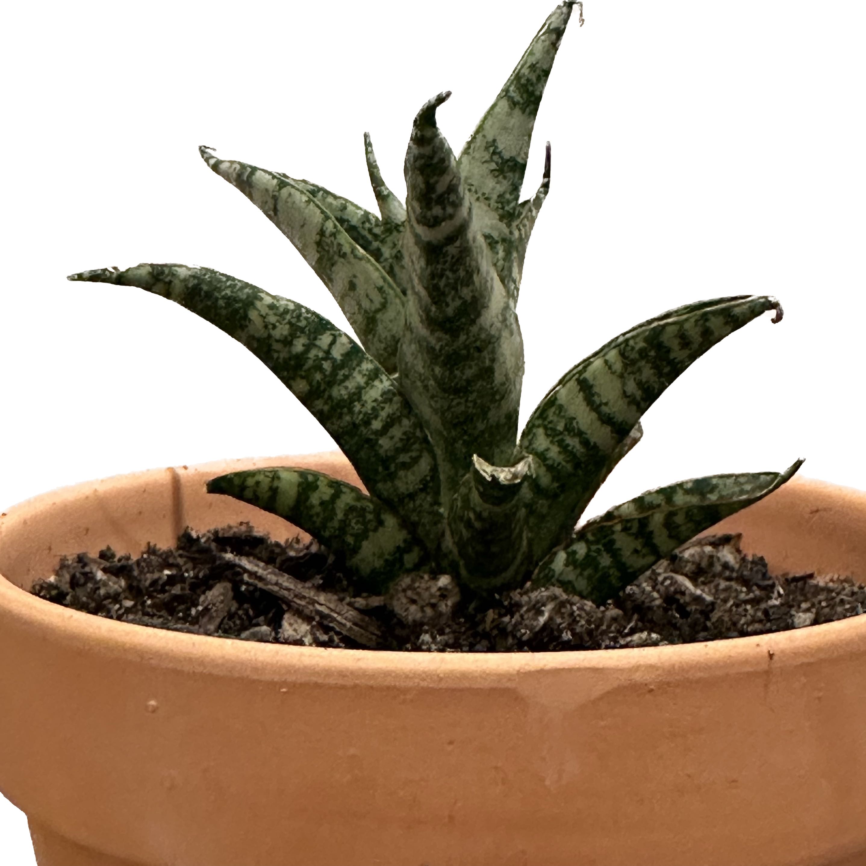 Photo of the plant species Snake Plant Crocodile Rock by @jr named Oscar on Greg, the plant care app