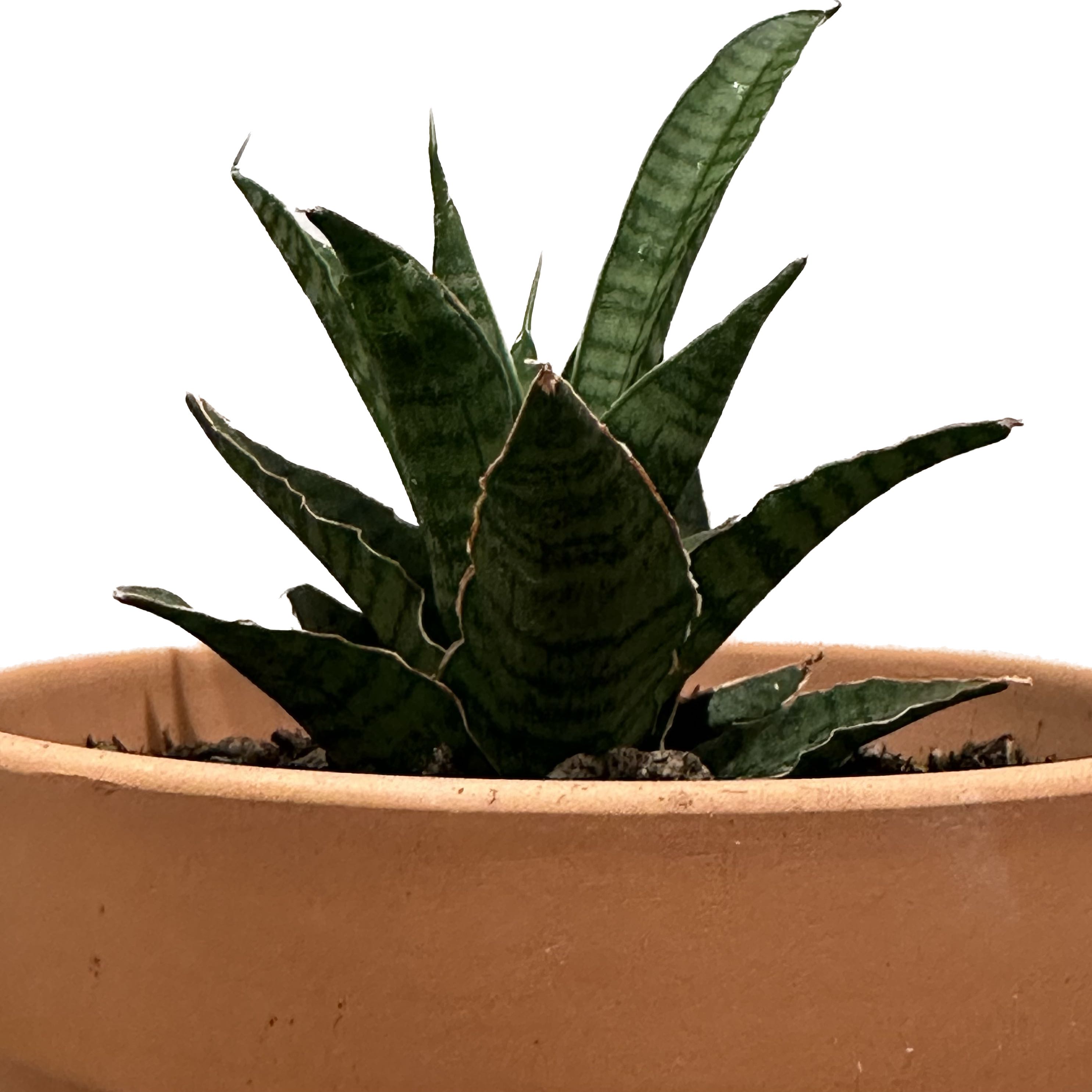 Photo of the plant species Snake Plant Sweet Celery by @jr named Queen on Greg, the plant care app