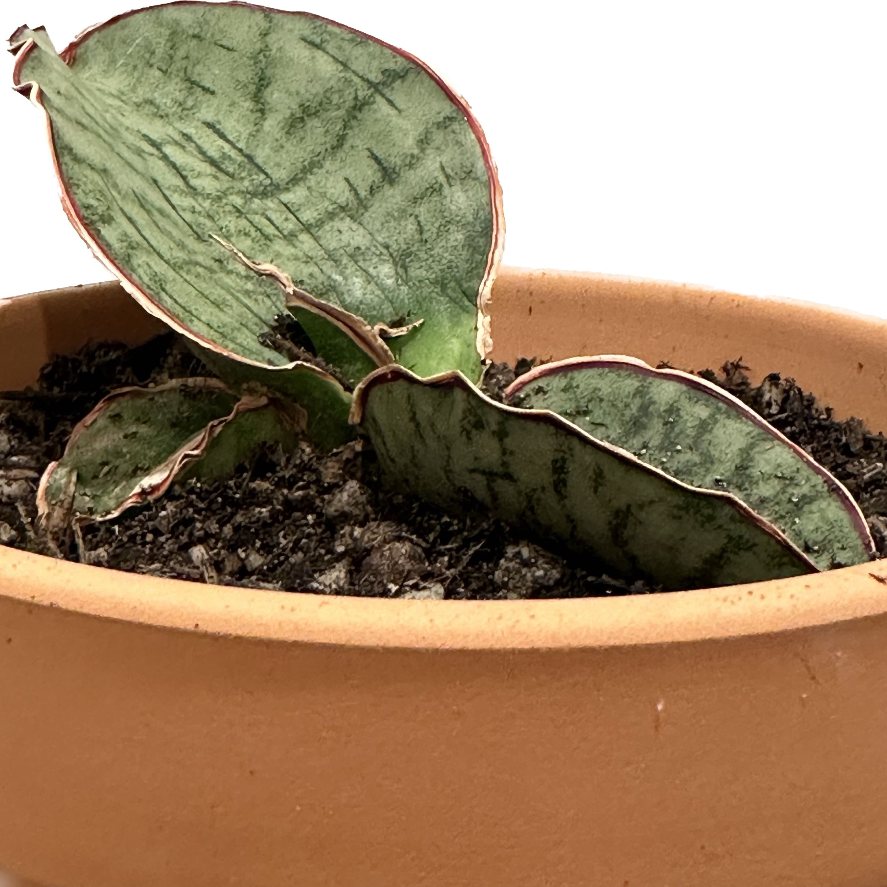 Photo of the plant species Snake Plant Silver Blue by @jr named Beckham on Greg, the plant care app