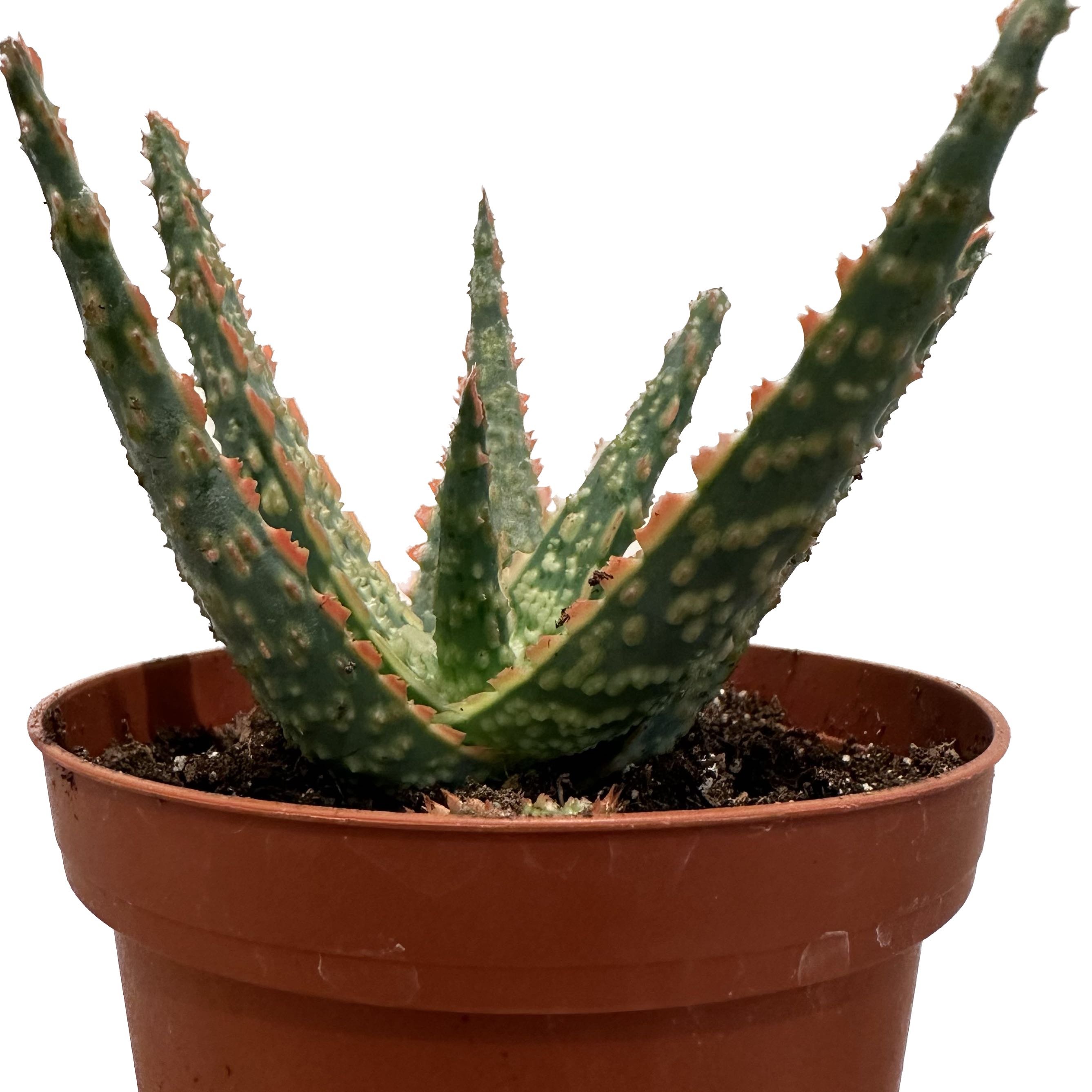 A healthy Aloe 'Christmas Carol' plant in a small pot with visible soil.