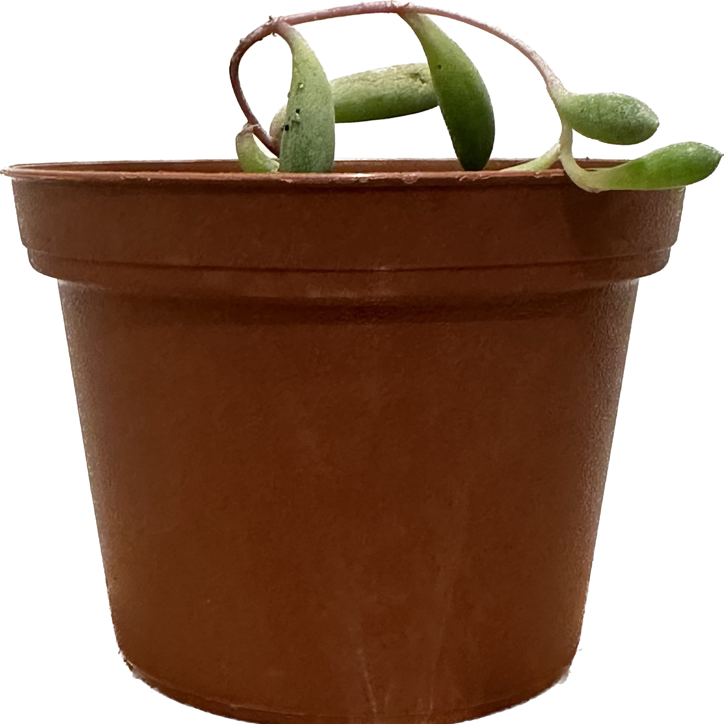 Potted ruby necklace plant with elongated green leaves in a plastic pot.