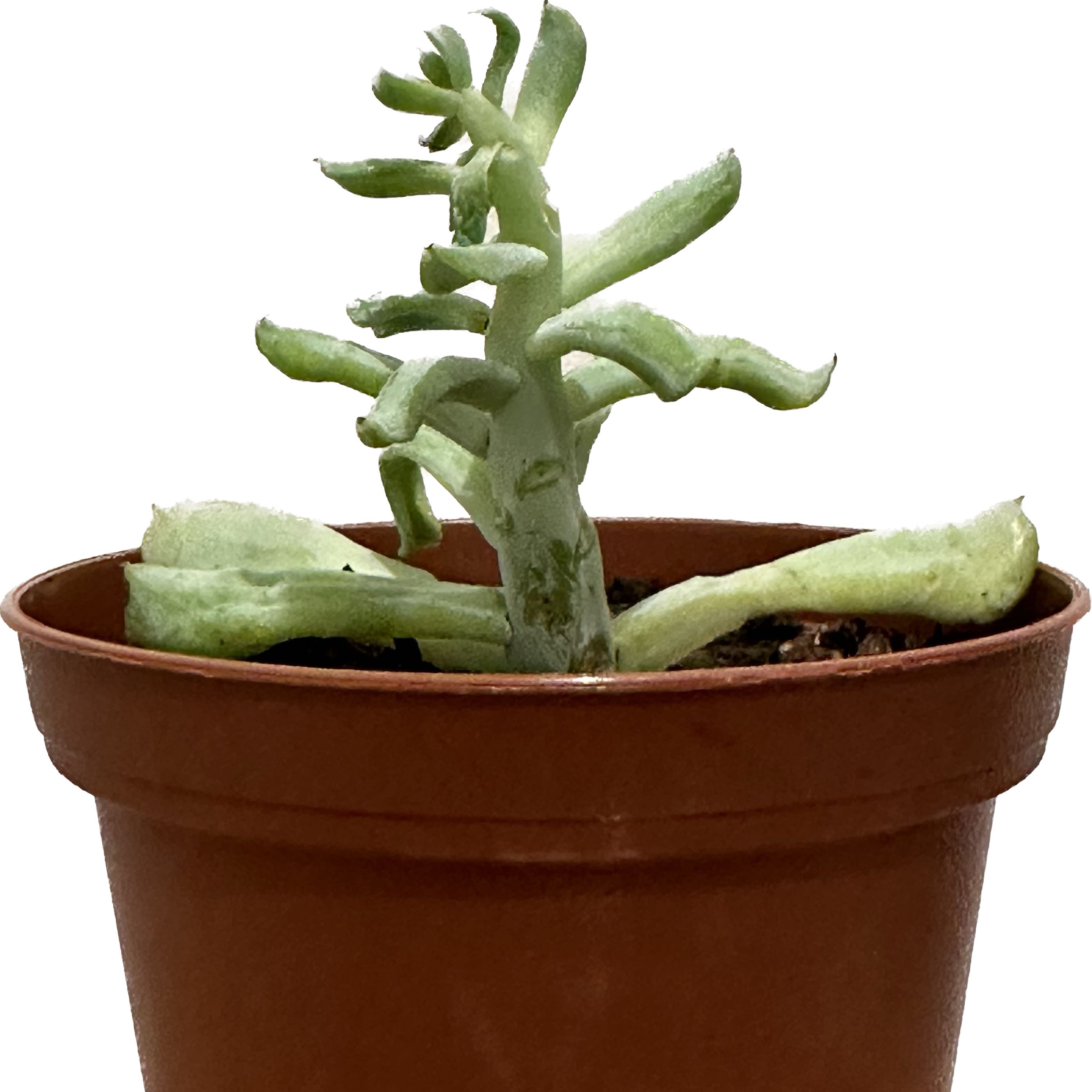 Potted Echeveria 'Topsy Turvy' with some yellowing and browning leaves.
