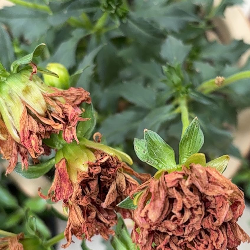 Photo of the plant species Golden Crownbeard by @UpcomingMedeola named Figyonce on Greg, the plant care app